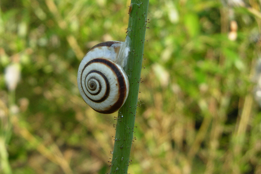 Xerolenta obvia?
